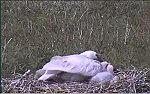 http://images39.fotosik.pl/126/a98804410cba6b74m.jpg