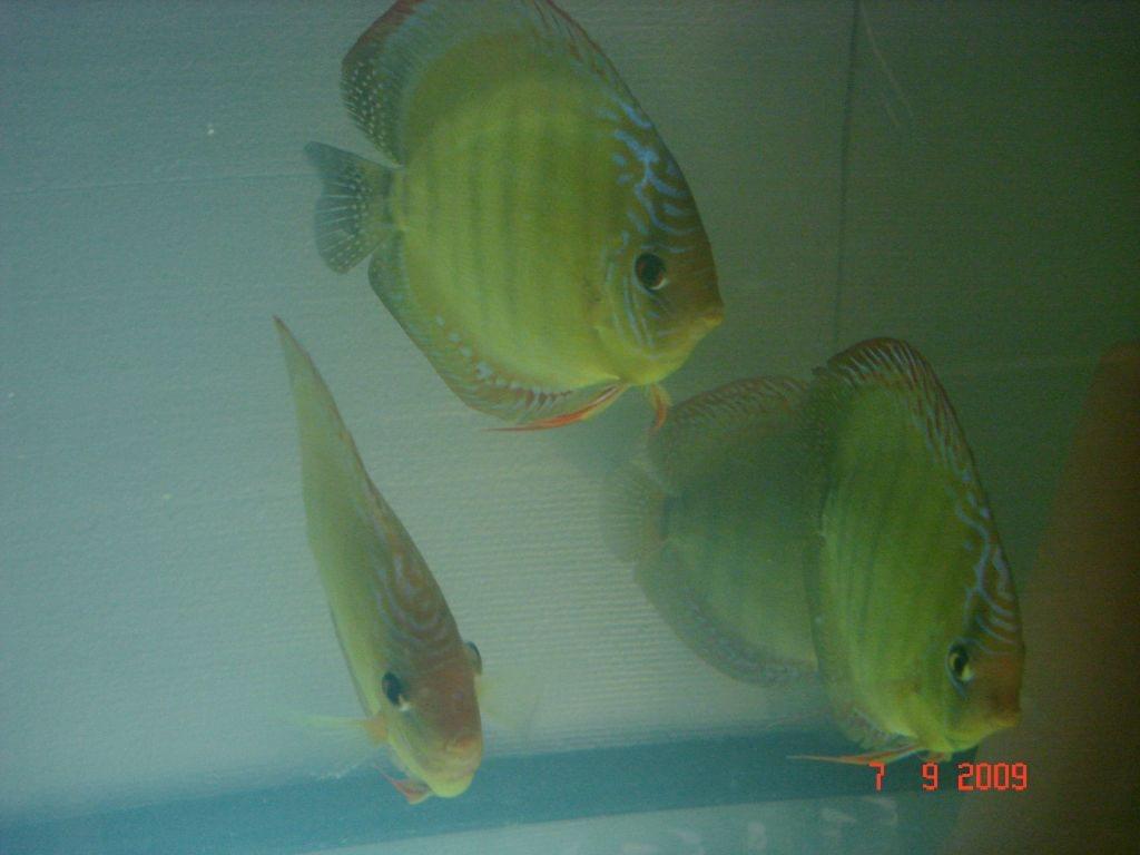 Obrazek