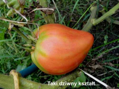 Obrazek