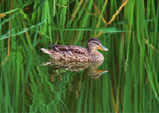 duffy duck #zwierzęta