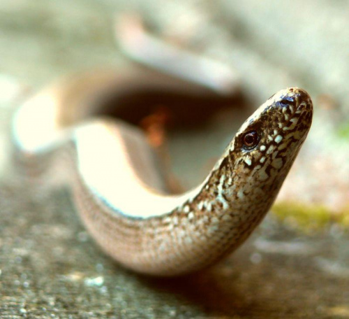 Wąż.... #zwierzęta #makro
