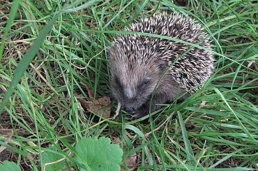 Jeż europejski #MłodyJeż