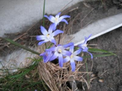 niebieskie kwiatki #kwiatki
