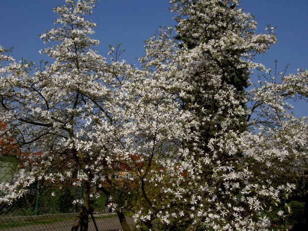 pachnąca magnolia