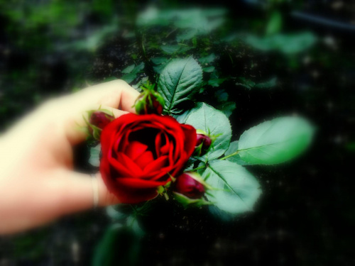 Czerwona róża w dłoni. Warszawa #kwiaty