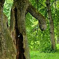 #drzewo #przyroda #park