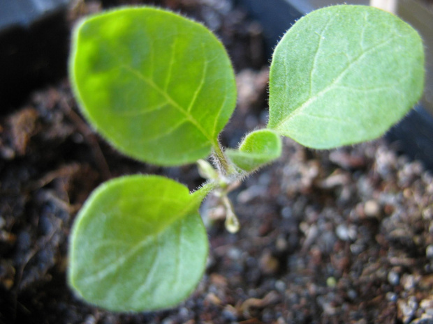 Jajka(ozdobny bakłażan)
(SOLANUM MELANGENA)