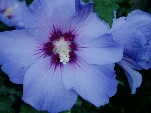 hibiskus