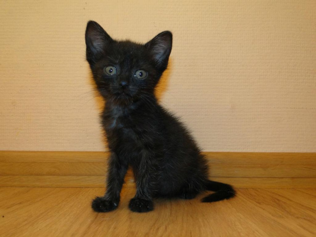 Koty do adopcji #koty #kot #adopcje #adoptuję #przygarnę #Gliwice #schronisko #zaadoptuję #szukam