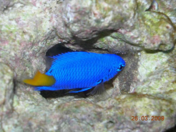 Chrysiptera arnazae