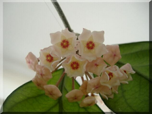 Hoya Carnosa