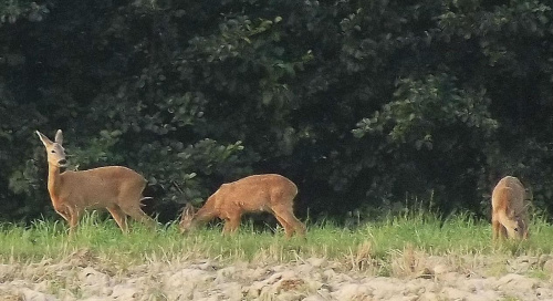 Sarenki na śniadaniu