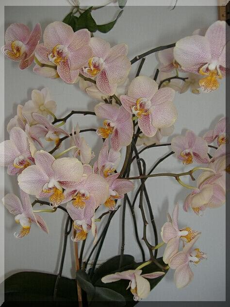 Phalaenopsis