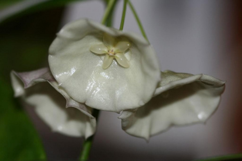 hoya danumensis