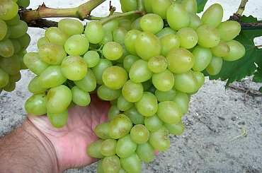 Arkadia #grona #winorośl