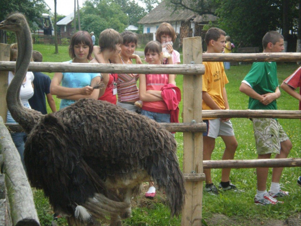 Obóz Młodzieży Pożarniczej