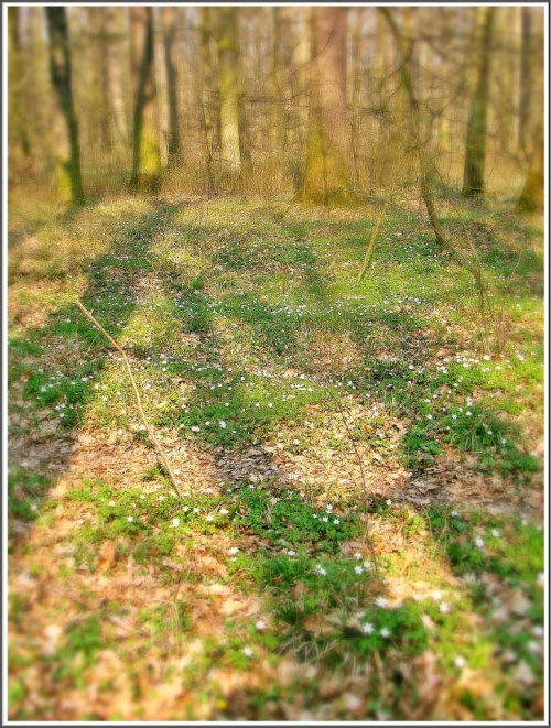 Wiosna w lesie