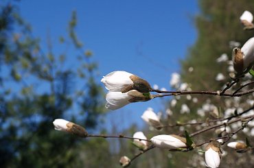 magnolie w Ogrodzie Botanicznym w Powsinie #magnolie #wiosna #kwiaty