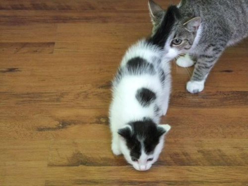 ur. 22.07.2011 #kociaki #kot #kotki #koty #MałeKoty #zwierzęta