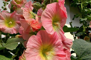 Żarnowiec-z parku Marii Konopnickiej
http://www.muzeumzarnowiec.pl/ #kwiaty #malwy #ogród