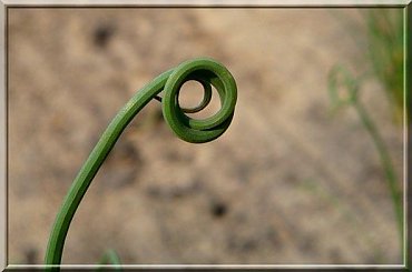 lasso.. ;) albo pętla #szczypior #roślina #koło #dziwne