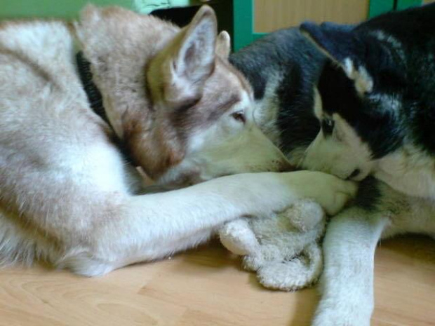 Moje baby - Luna i Rusty #husky