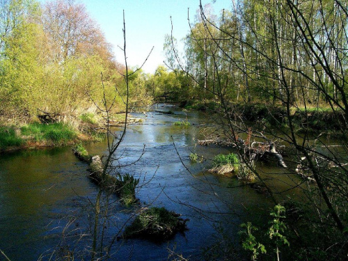 Prawdziwie dzika rzeka w Rembieszowie