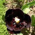 najciemniejsza odmiana tulipany prawie czarny