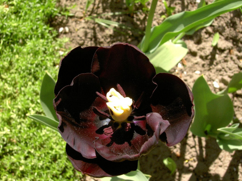 najciemniejsza odmiana tulipany prawie czarny