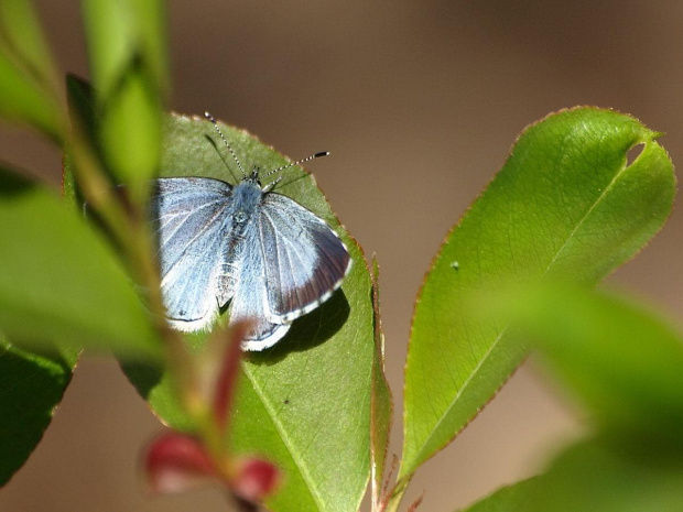 Modraszek wieszczek (Celastrina argiolus)