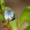 Modraszek wieszczek (Celastrina argiolus)