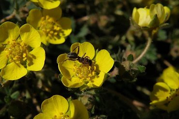 ... #wiosna #kwiaty #mrówka