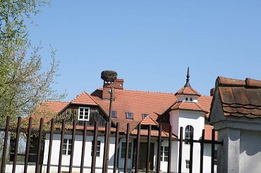 PZK #łąka #pzk #trawa #chwast