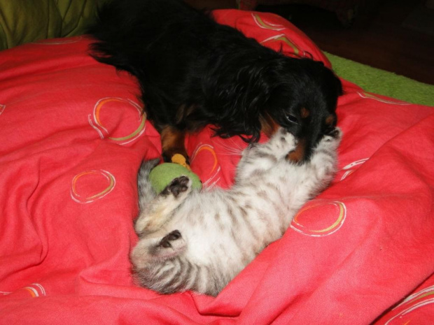 Koty do adopcji #adopcja #adopcje #Gliwice #kocięta #kot #kotki #koty #pomoc #przygarnę #schronisko #zaadoptuję #zwierzęta
