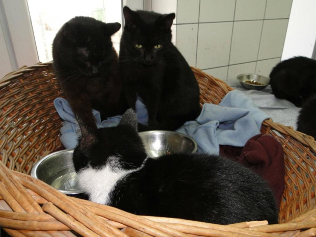 Koty do adopcji #adopcja #adopcje #Gliwice #kocięta #kot #kotki #koty #pomoc #przygarnę #schronisko #zaadoptuję #zwierzęta