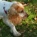 PIORUN