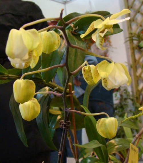 Phalaenopsis stuartiana nobilis