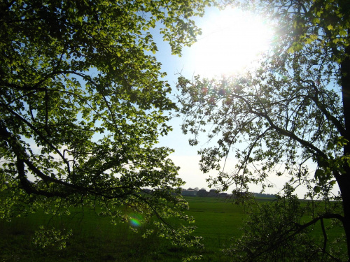 #droga #drzewa #słońce #wiosna #zieleń
