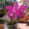 Laeliocattleya varuth valentine