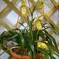 Phragmipedium caudatum x...