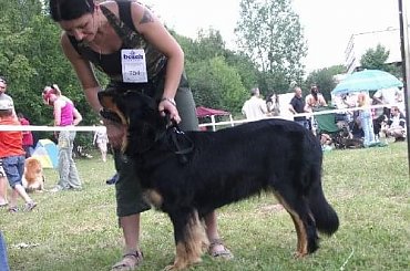 CIRYS znad Rzeki Maskawy CACIB Kraków #Beza #CIRYSZnadRzekiMaskawy #Hovawart