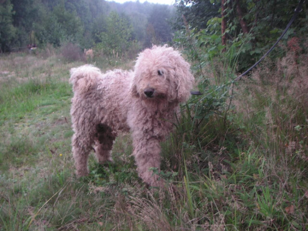 duzy mix pudla - BRUTUS - łagodny piesek w pełni sił i wieku, dogaduje się z innymi psami