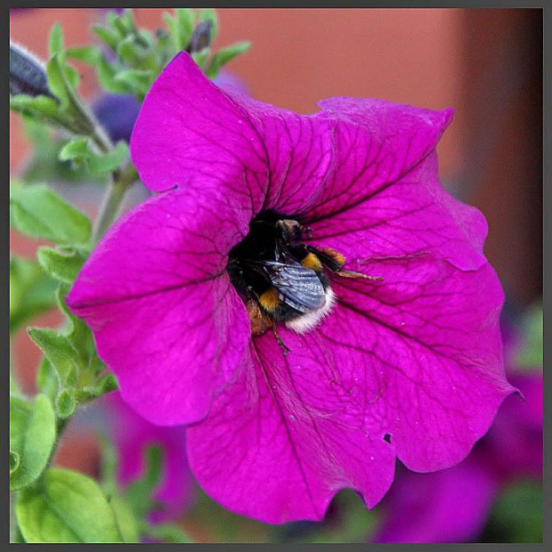 Robotnica trzmiela ziemnego Bombus terrestris