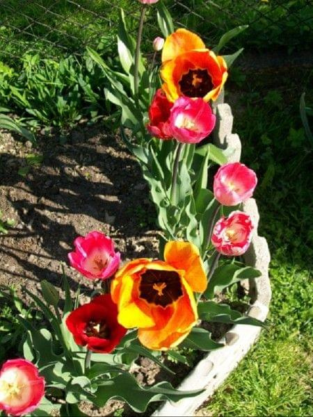 tulipany z góry