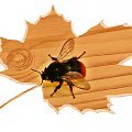 Wlecial sobie baczek do mieszkania, i krazyl dookola szukajac drogi wyjscia... Dlugo biedak latal, skrzydeklami ruszal zanim znalazl wyjscie to ktorym wlecial - drzwiami balkonowymi...:)