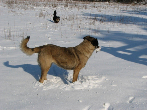 Sonia i reksio - zabawa w śniegu #pies