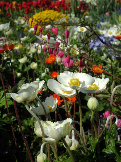 mix wiosenny #kwiat #wiosna #kolor #ogród #natura