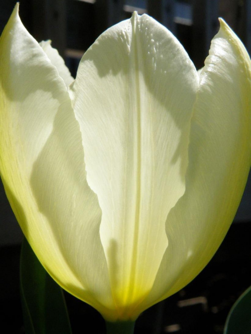 tulipkowe wariacje :)