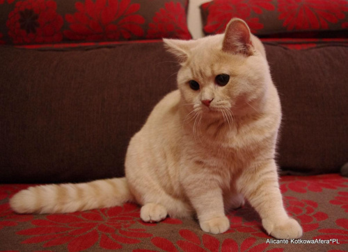 kot brytyjski - hodowla KotkowaAfera.pl #bri #kociaki #KotBrytyjski #KotyBrytyjskie #KotyBrytyjskieHodowla
