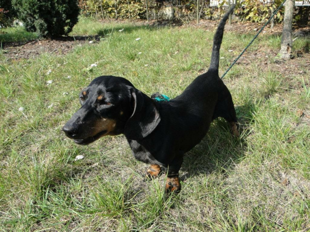 Koty do adopcji #adopcja #adopcje #Gliwice #kocięta #kot #kotki #koty #pomoc #przygarnę #schronisko #zaadoptuję #zwierzęta